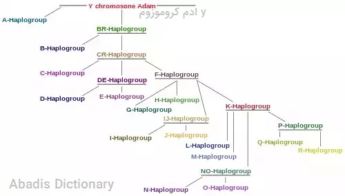 ادم کروموزوم y